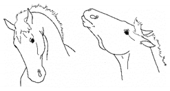 Animals 11 00580 i034