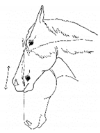 Animals 11 00580 i035