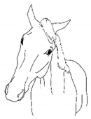 Animals 11 00580 i042