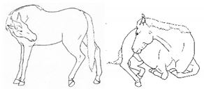 Animals 11 00580 i043