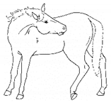 Animals 11 00580 i044