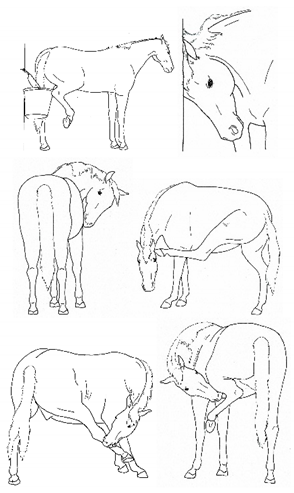 Animals 11 00580 i045