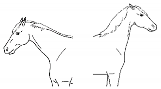 Animals 11 00580 i046