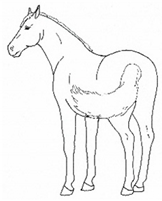 Animals 11 00580 i047