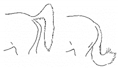 Animals 11 00580 i048