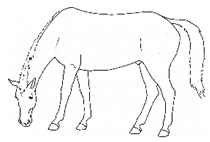 Animals 11 00580 i049