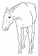 Animals 11 00580 i050