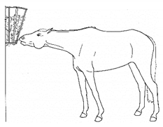 Animals 11 00580 i052