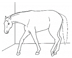 Animals 11 00580 i055