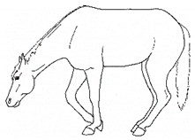 Animals 11 00580 i056