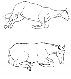 Animals 11 00580 i057