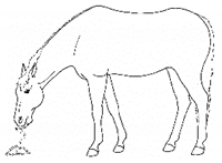 Animals 11 00580 i058