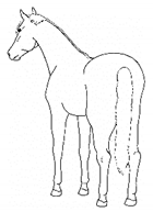 Animals 11 00580 i060