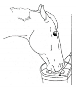 Animals 11 00580 i061