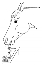 Animals 11 00580 i062