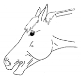 Animals 11 00580 i063