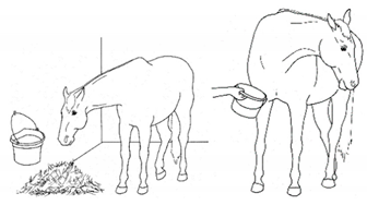 Animals 11 00580 i064