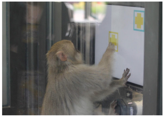 Animals | Free Full-Text | A Comparative Perspective on Three Primate Species' Responses to a Pictorial Emotional Stroop Task Animals | Free Full-Text | A Comparative Perspective on Three Primate Species' Responses to a Pictorial Emotional Stroop Task