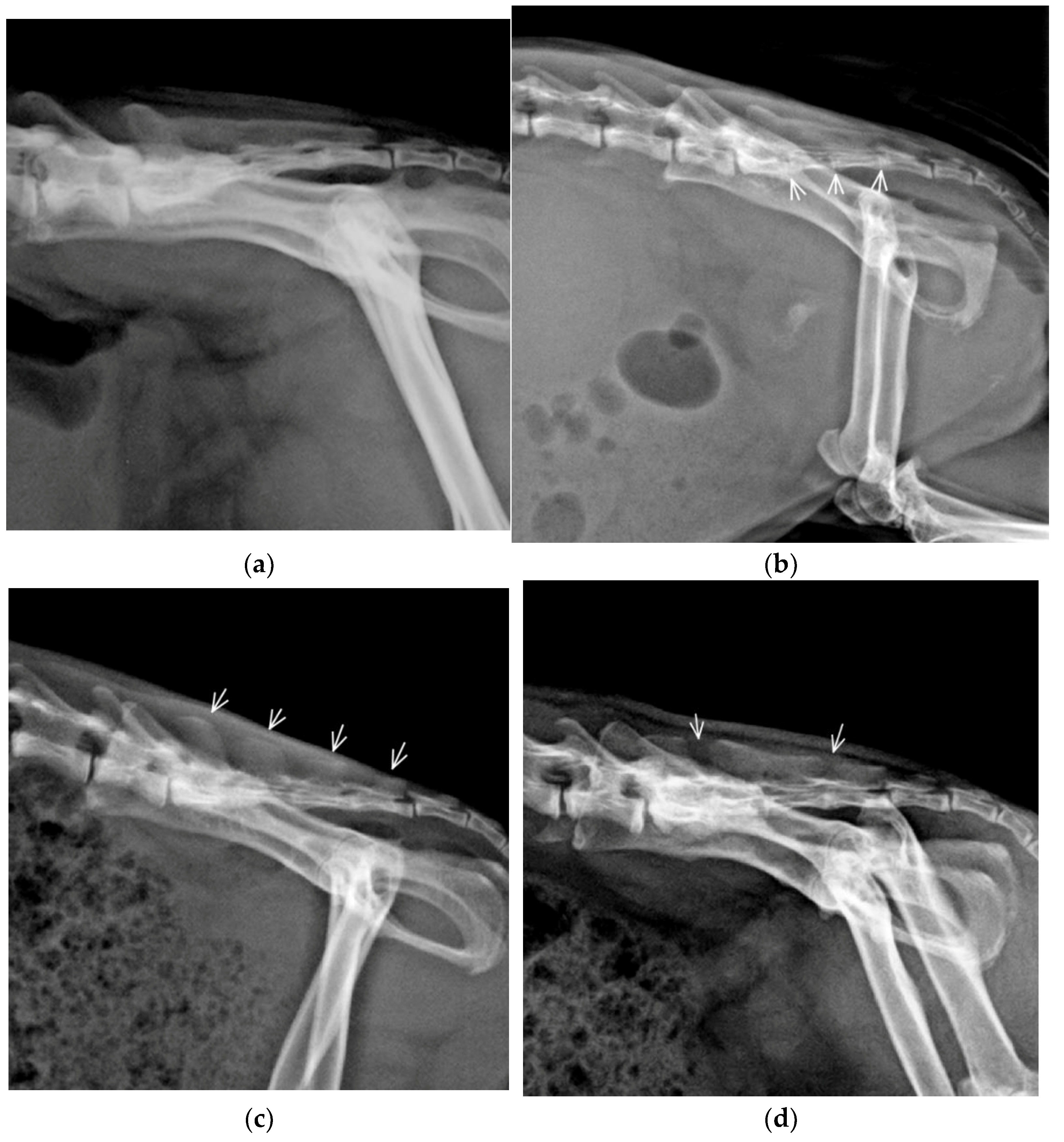 Animals | Free Full-Text | Vertebral Formulae and Congenital Vertebral  Anomalies in Guinea Pigs: A Retrospective Radiographic Study