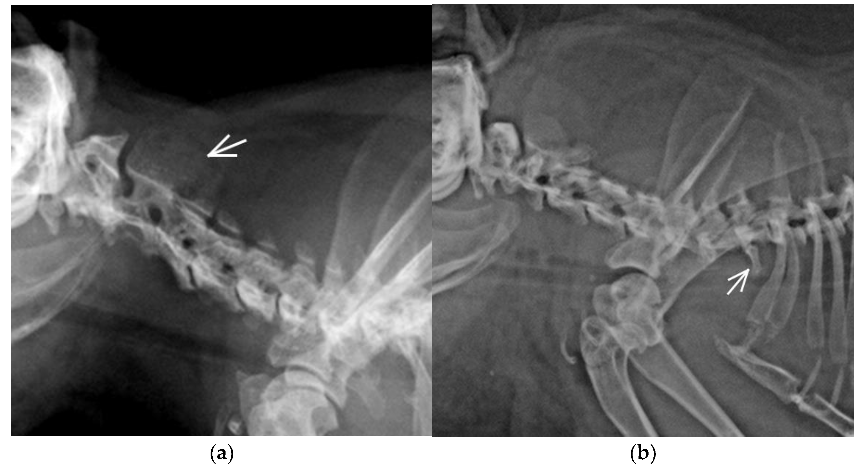 Animals 11 00589 g002 Animals 11 00589 g002