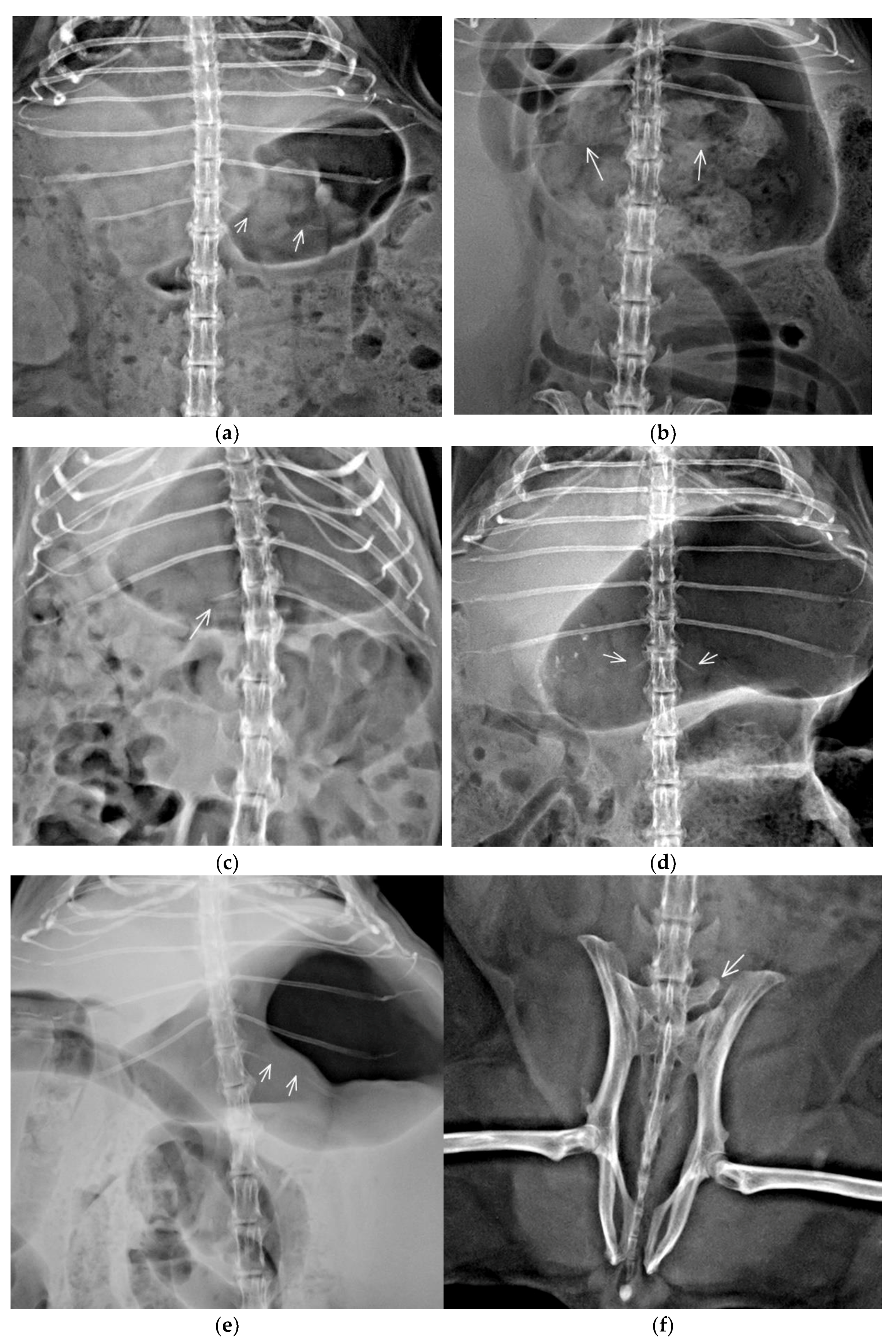 Animals 11 00589 g003