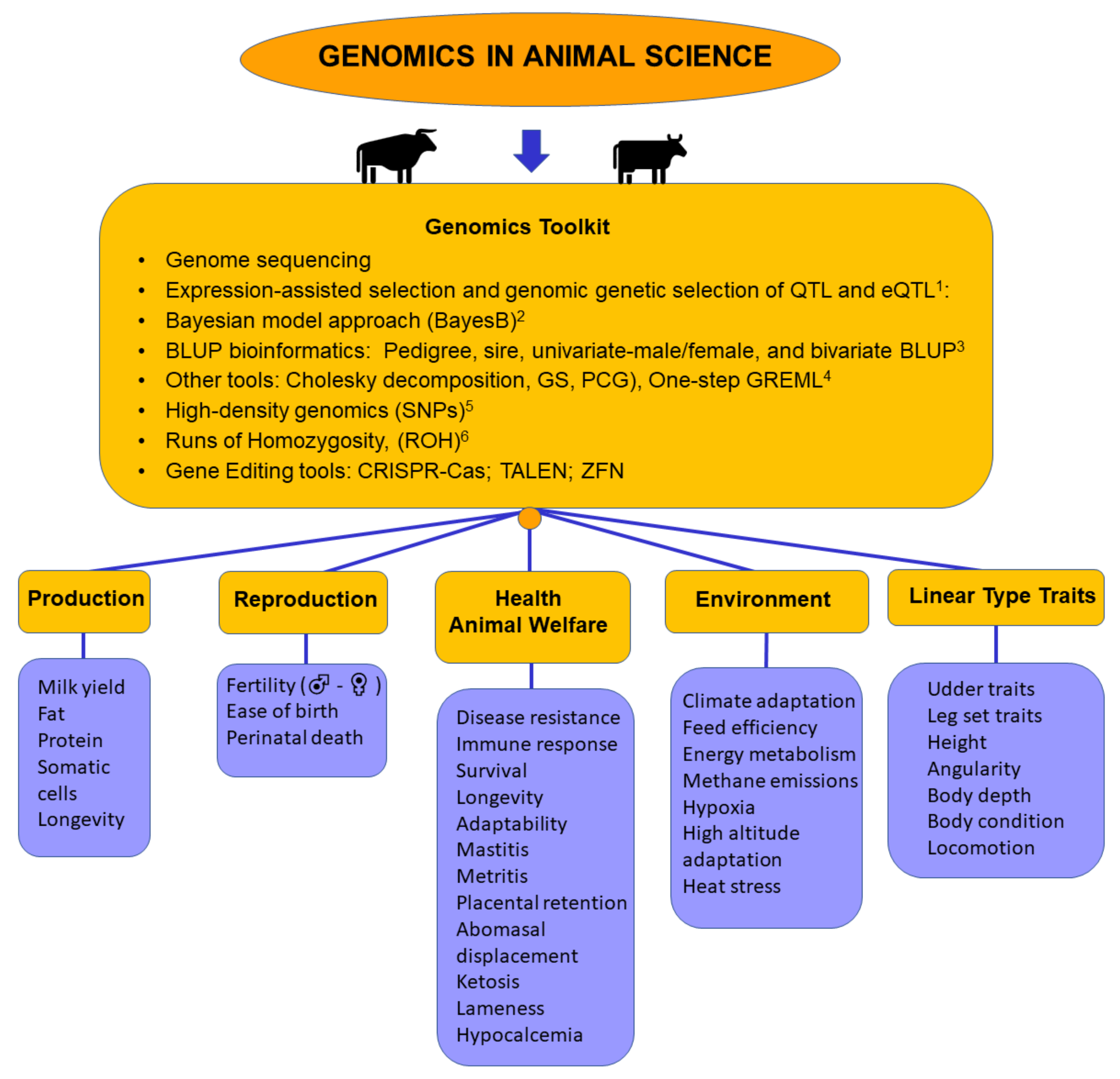 Animals Free Full Text Genomic Analysis Progress And Future Perspectives In Dairy Cattle Selection A Review Html