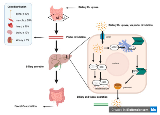 Prognosis of dog with copper storage disease online