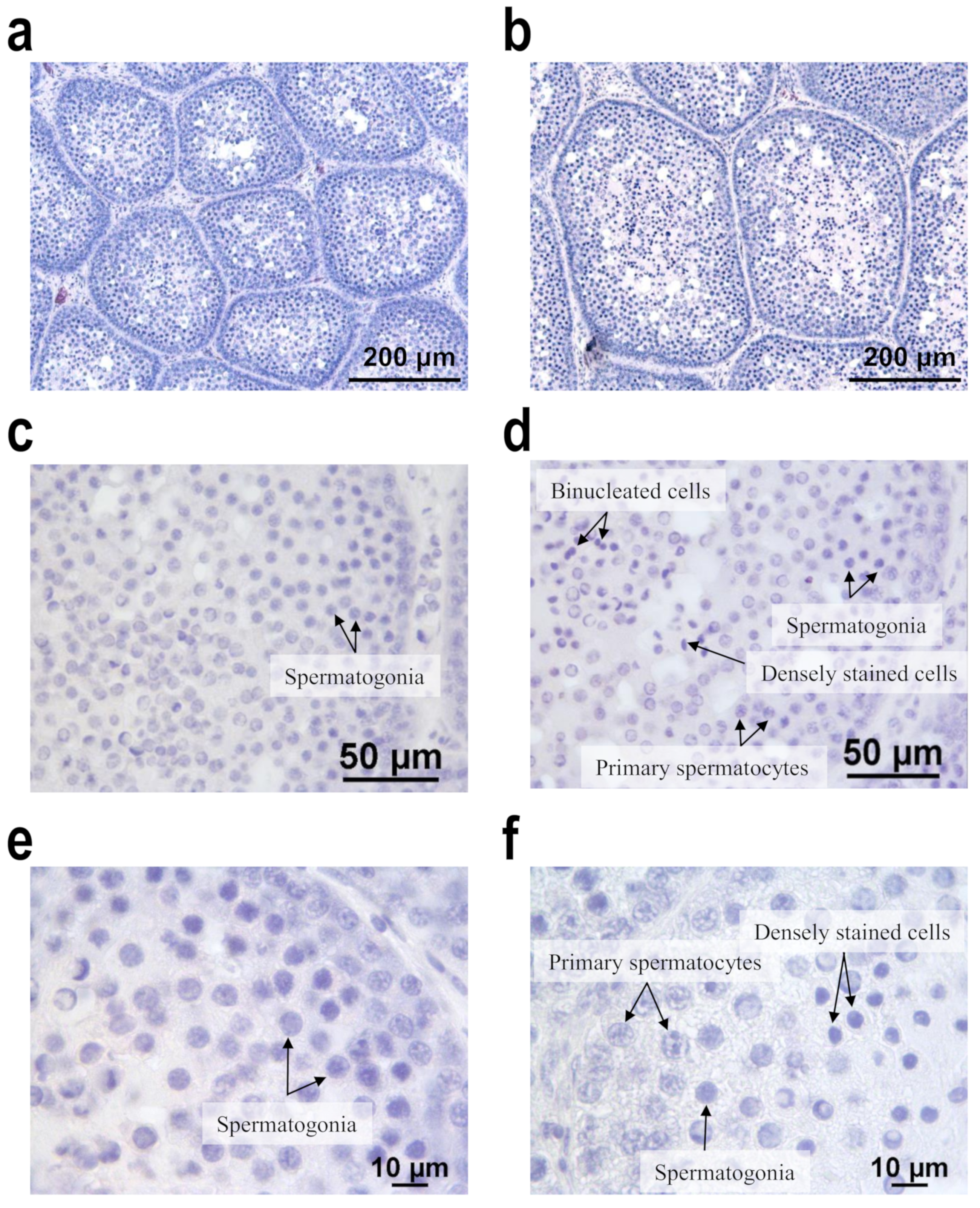 Animals 11 00614 g001