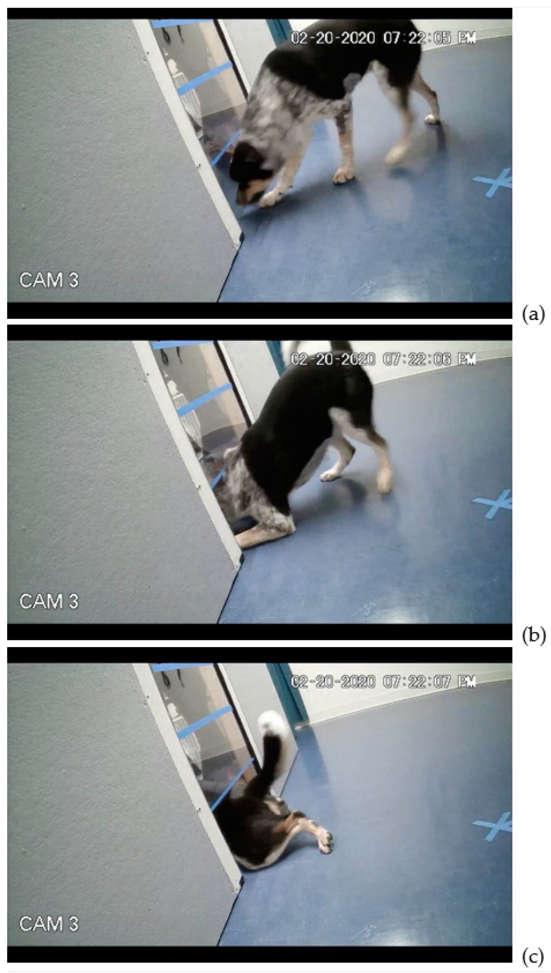 Animals 11 00620 g003