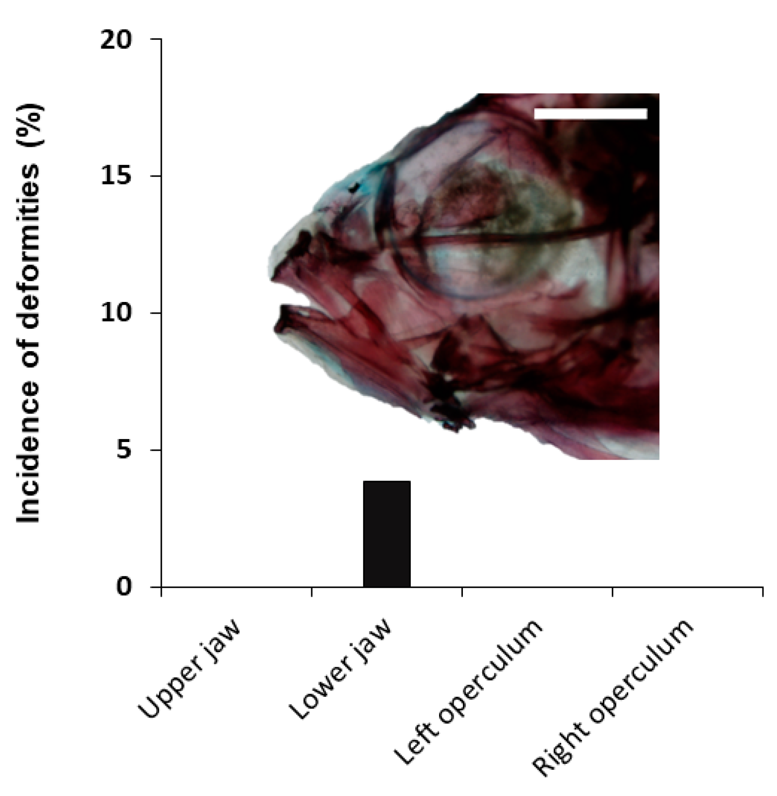 Animals 11 00621 g005