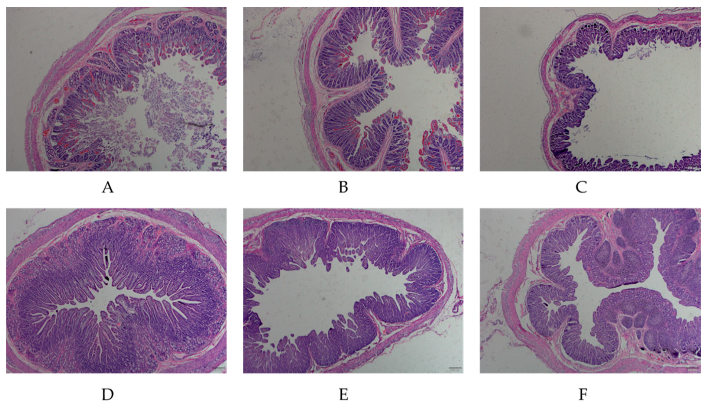 Animals 11 00644 g001
