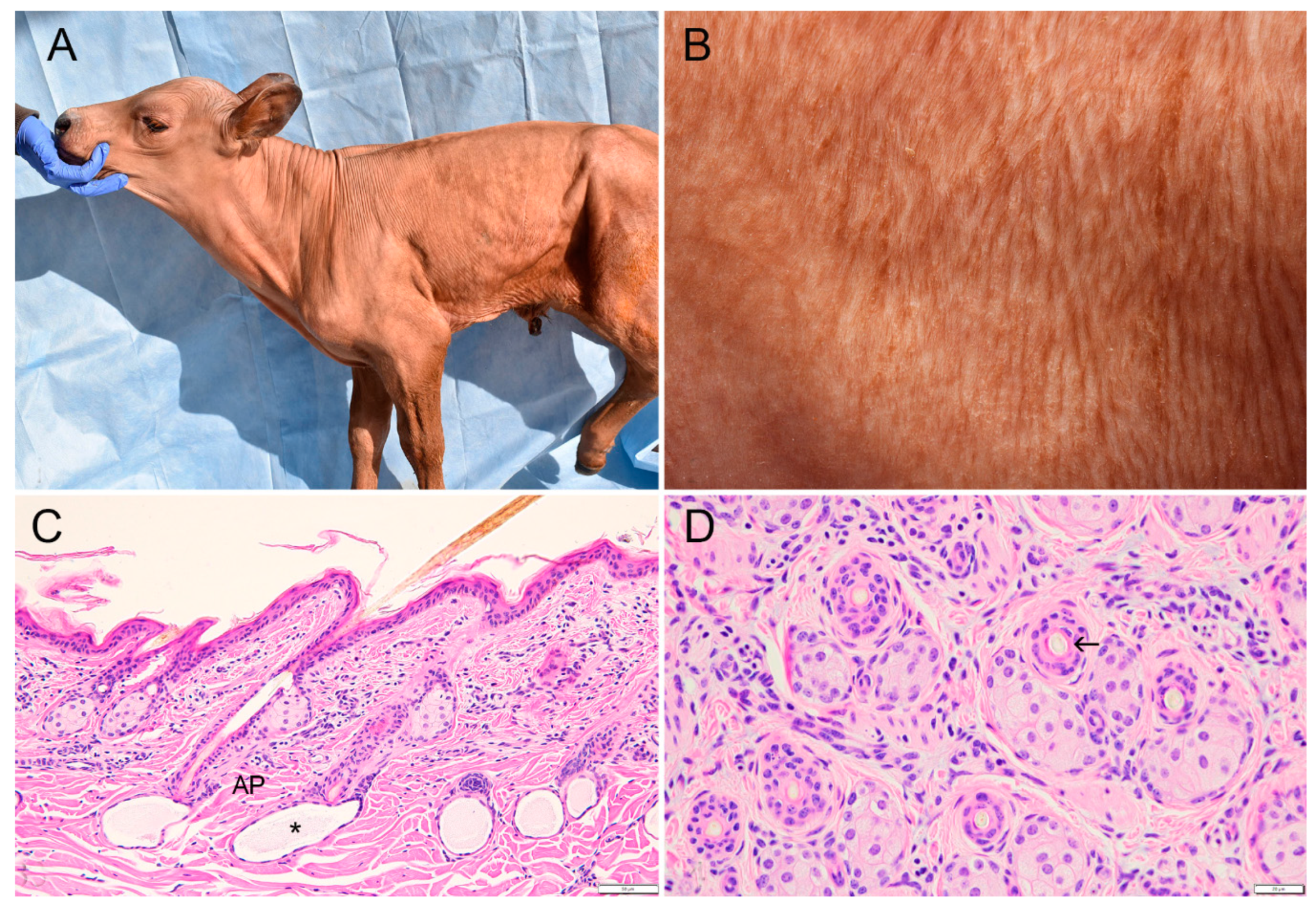 Animals | Free Full-Text | X-Linked Hypohidrotic Ectodermal Dysplasia in  Crossbred Beef Cattle Due to a Large Deletion in EDA