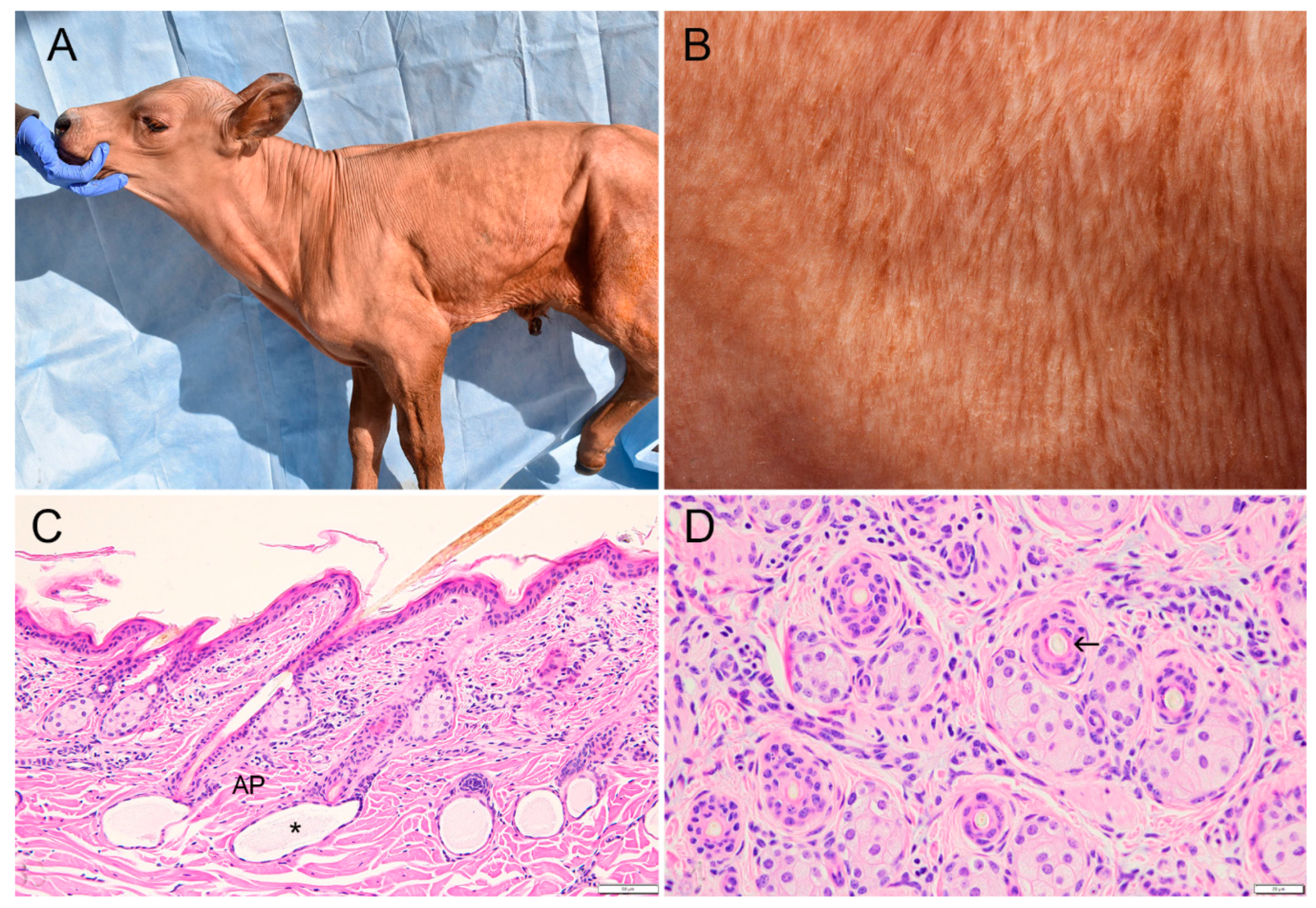 Animals | Free Full-Text | X-Linked Hypohidrotic Ectodermal Dysplasia in Crossbred Beef Cattle Due to a Large Deletion in EDA Animals | Free Full-Text | X-Linked Hypohidrotic Ectodermal Dysplasia in Crossbred Beef Cattle Due to a Large Deletion in EDA