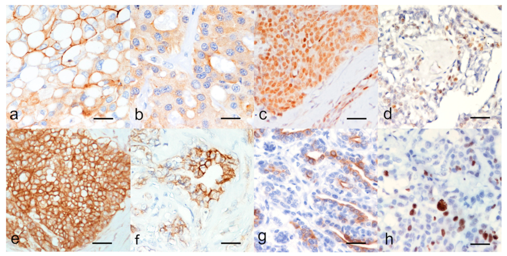 Animals 11 00658 g002