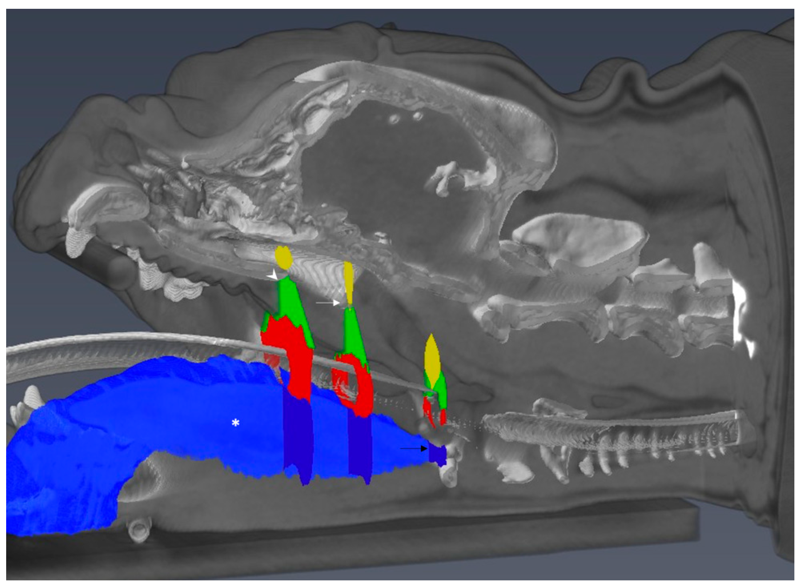 Animals 11 00662 g002