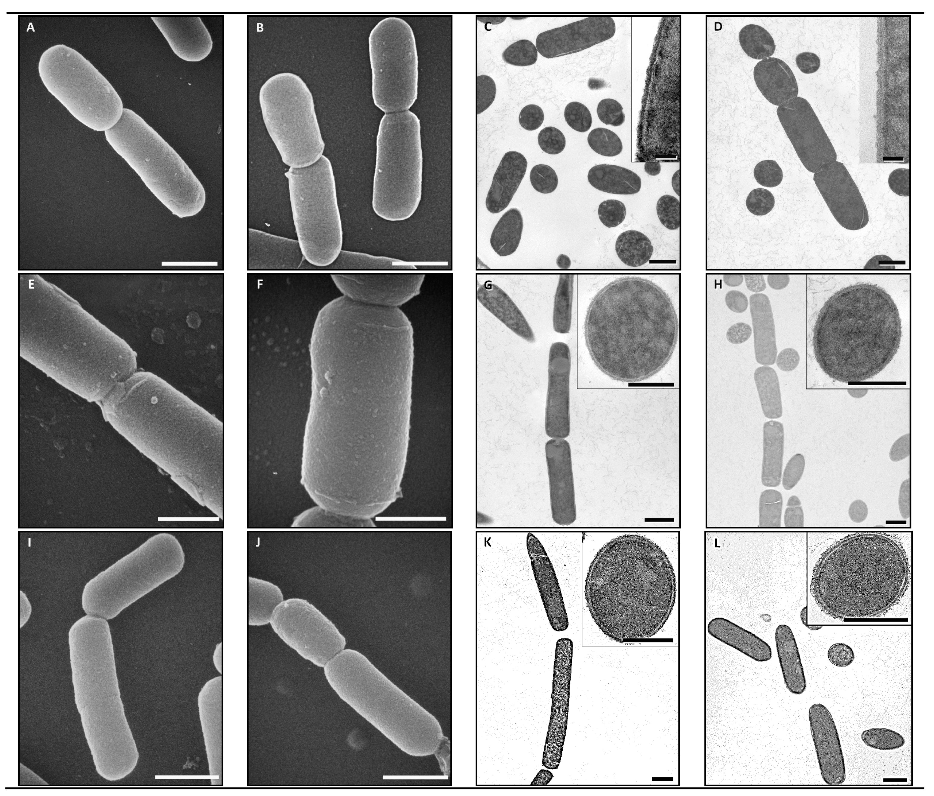 Animals 11 00671 g003 Animals 11 00671 g003