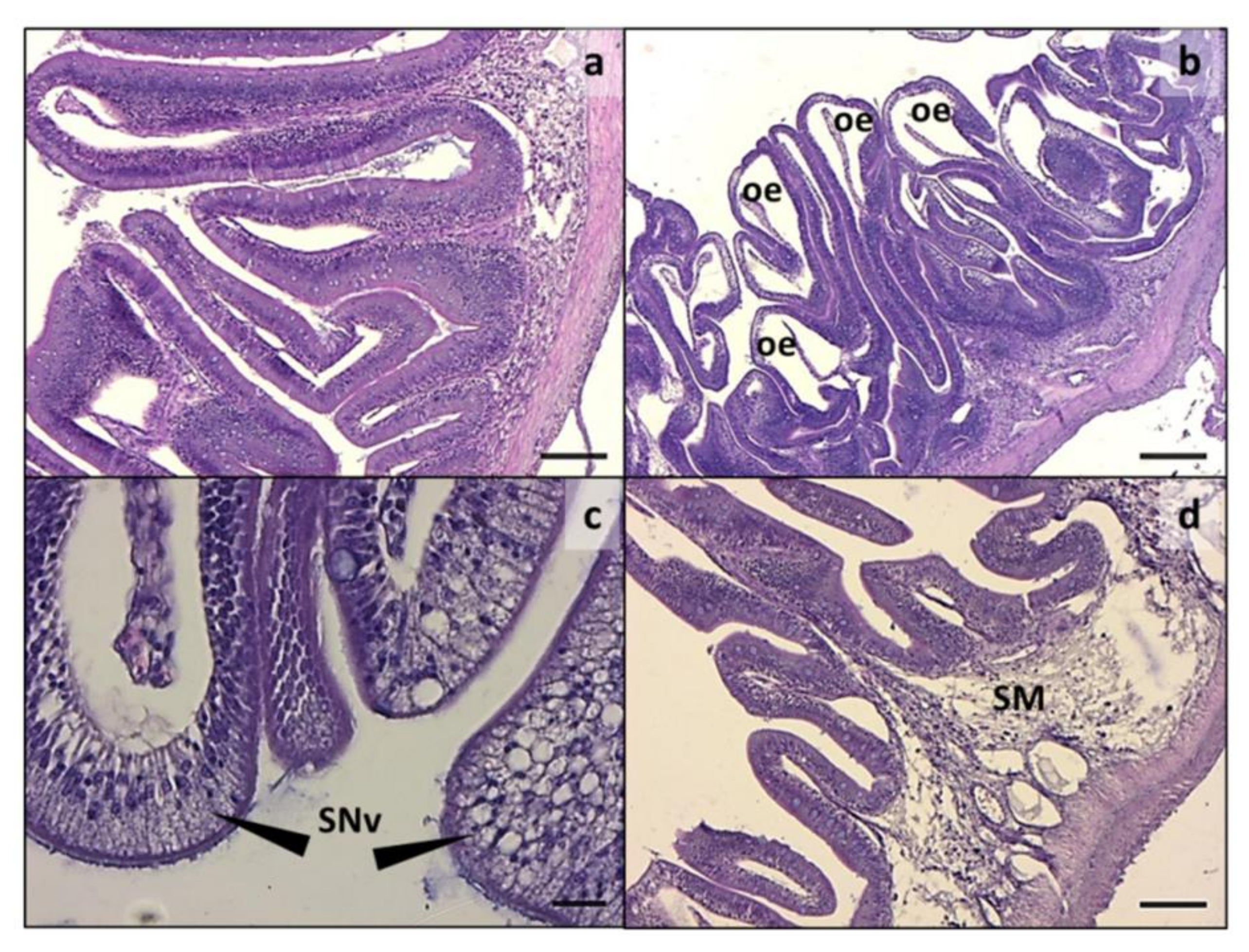 Animals Free Full-Text Hermetia illucens and Poultry by-Product Meals as Alternatives to Plant Protein Sources in Gilthead Seabream (Sparus aurata) Diet A Multidisciplinary Study on Fish Gut Status