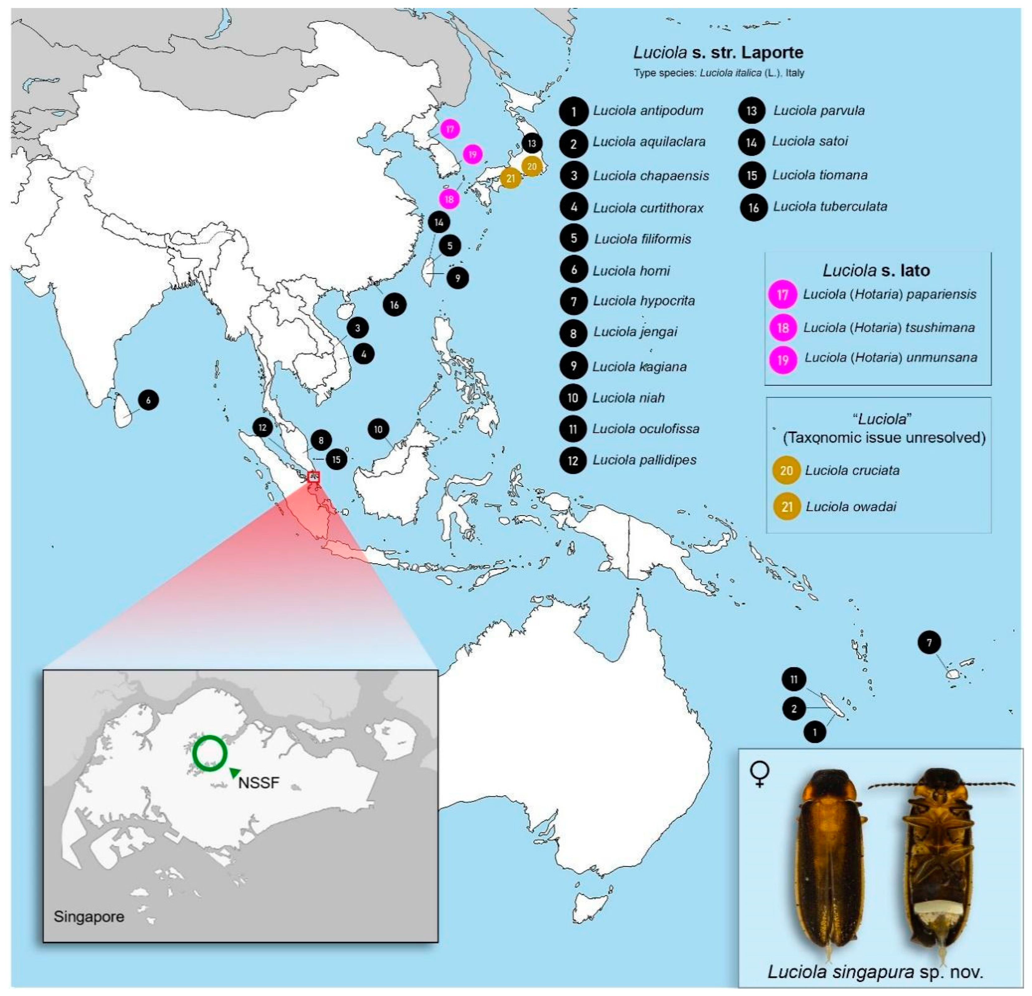 Firefly Habitat World Map Animals Free Full Text Molecular Systematics Of The Firefly Genus Luciola Coleoptera Lampyridae Luciolinae With The Description Of A New Species From Singapore Html