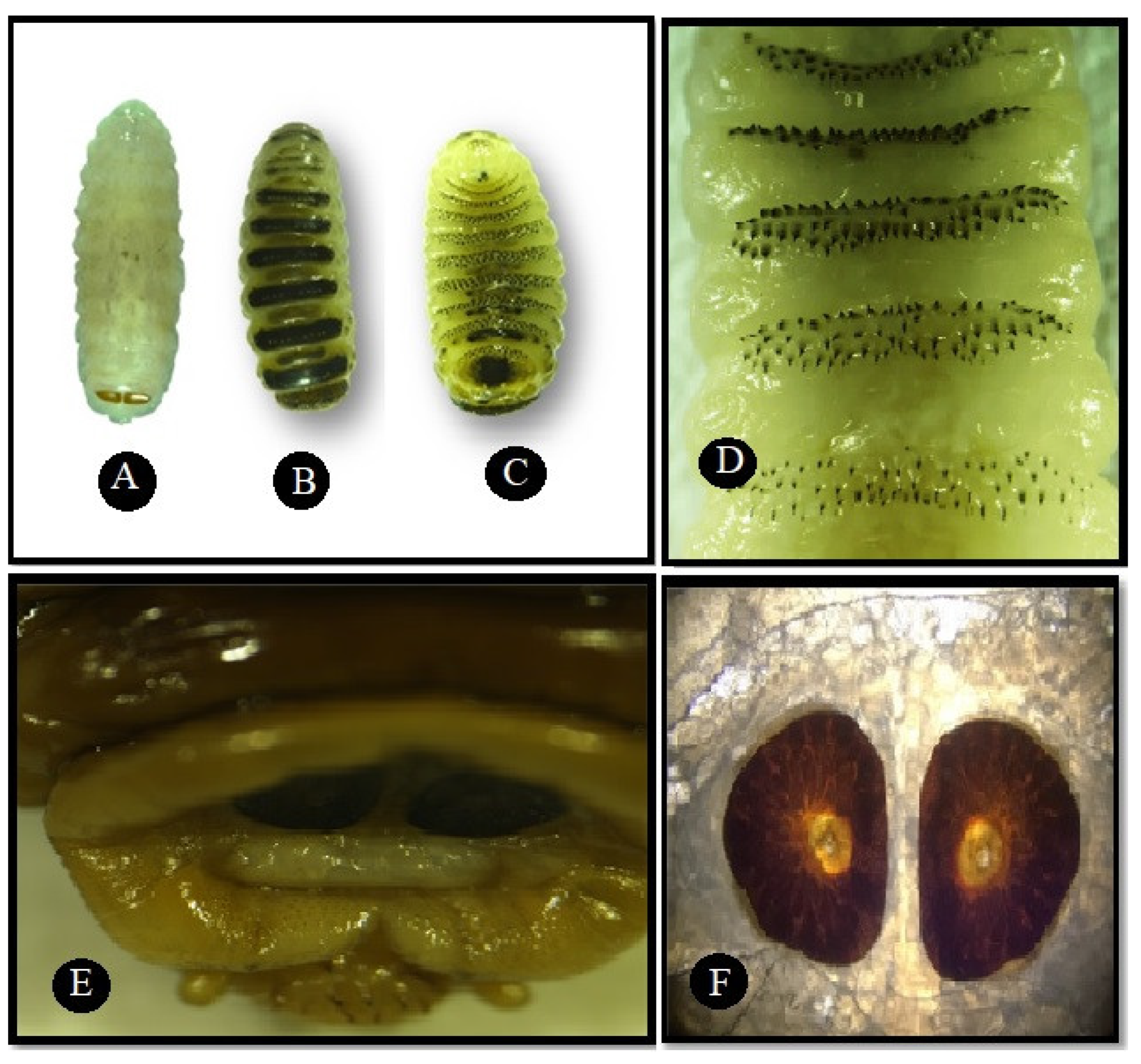 Animals 11 00689 g004 Animals 11 00689 g004