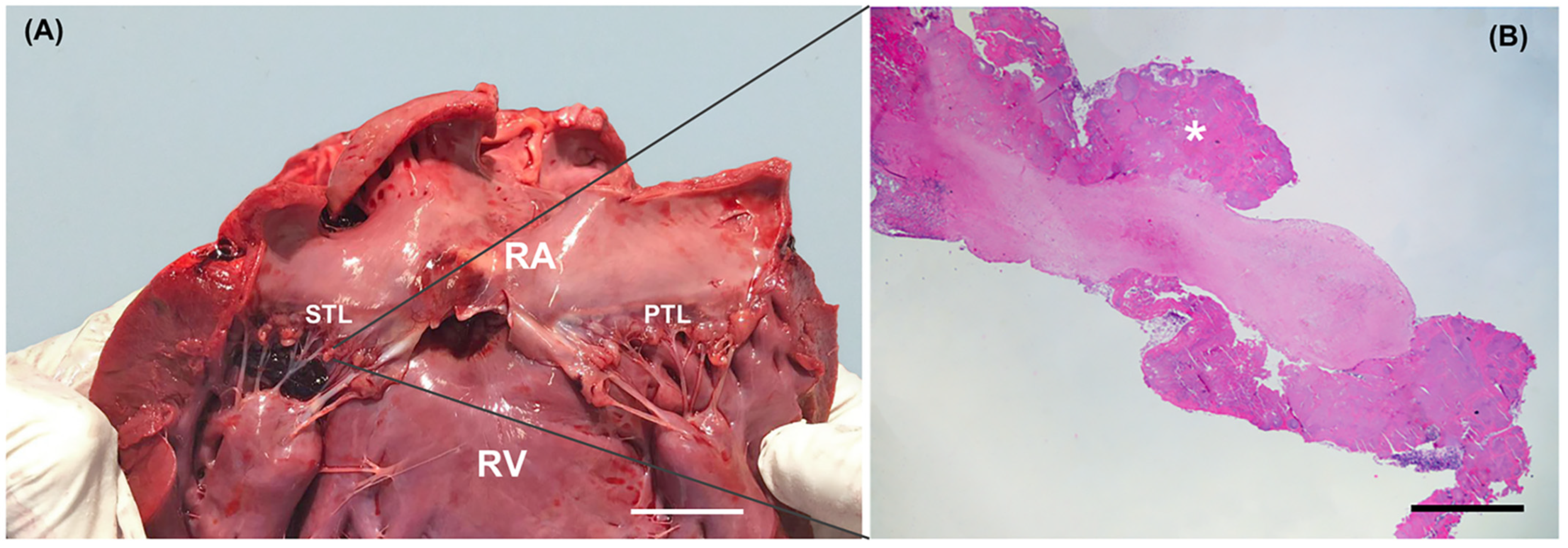 Animals 11 00690 g004