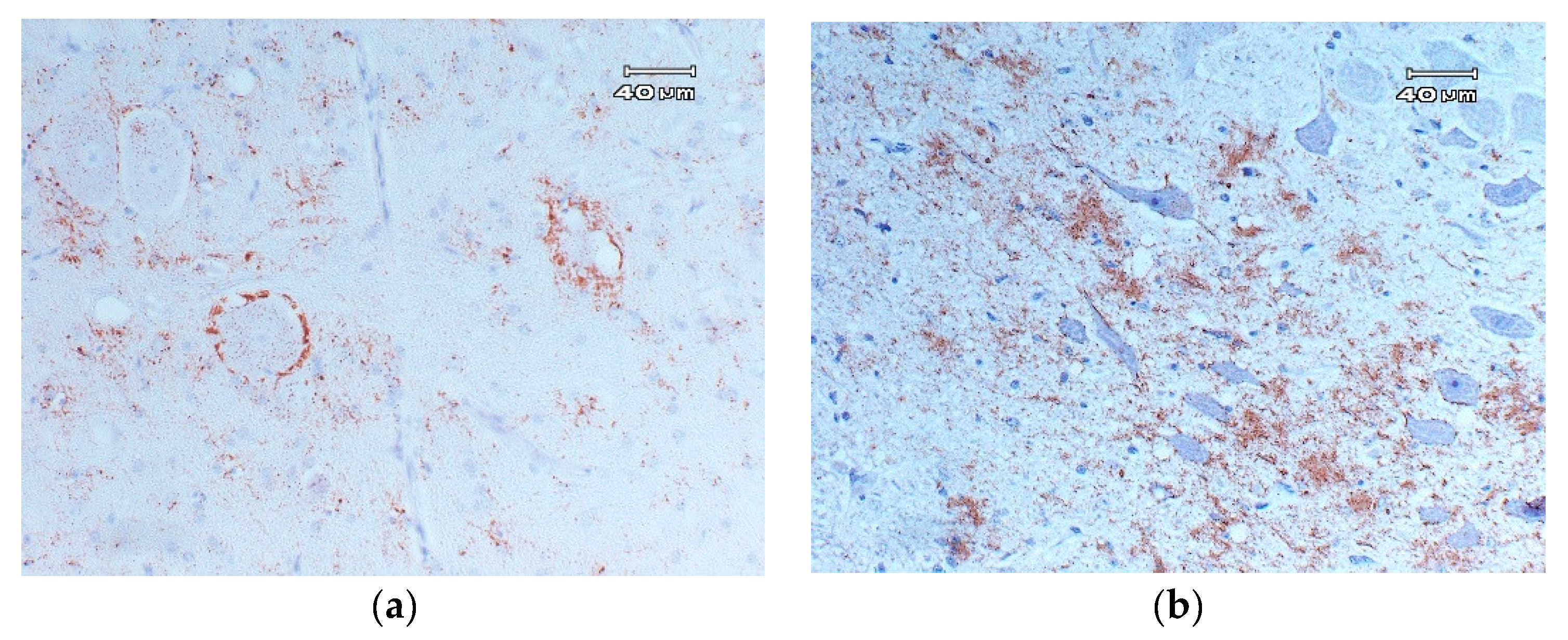 Animals 11 00691 g002