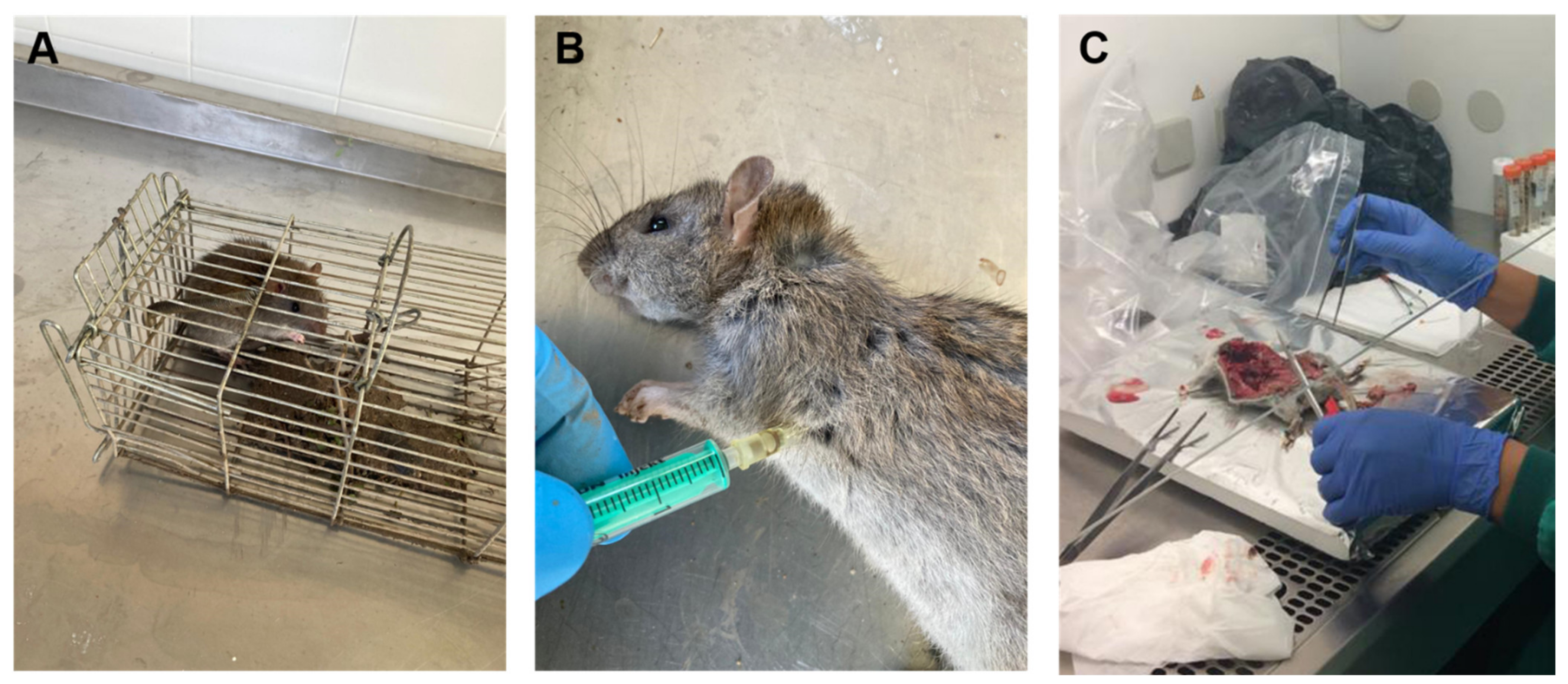 Animals 11 00700 g001