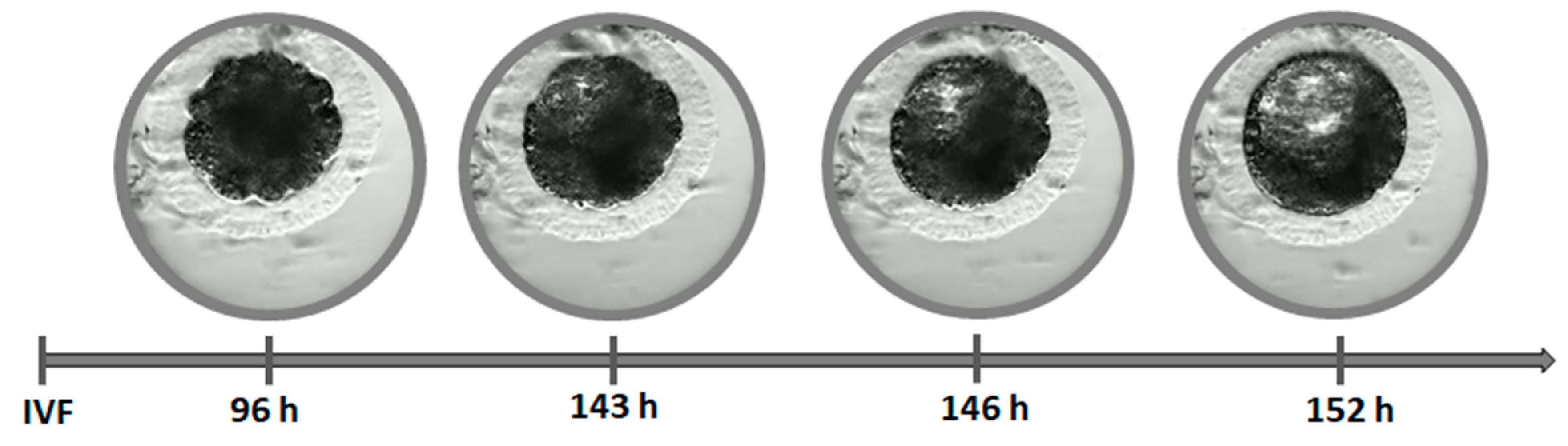 Animals 11 00748 g004