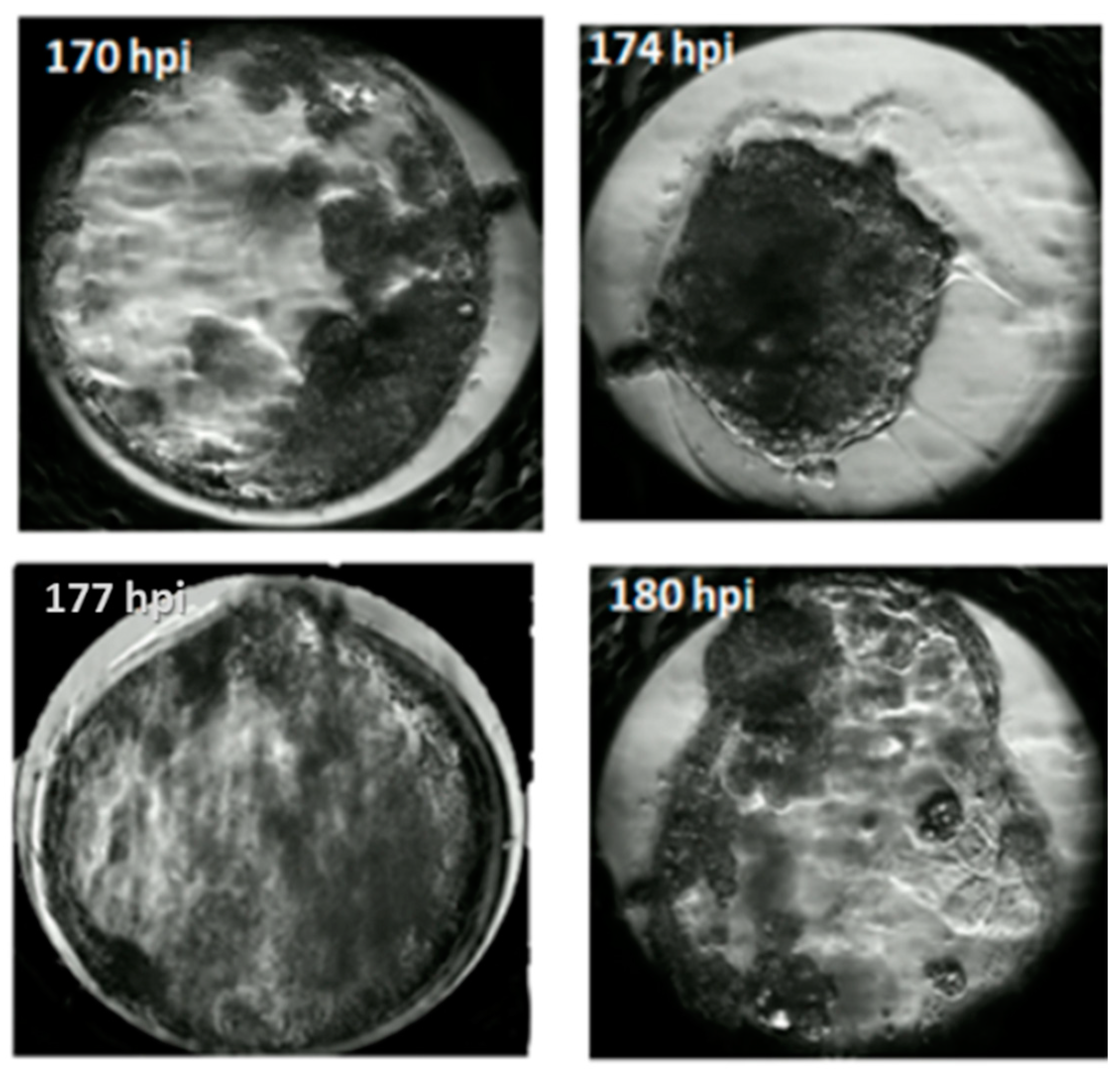 Animals 11 00748 g005