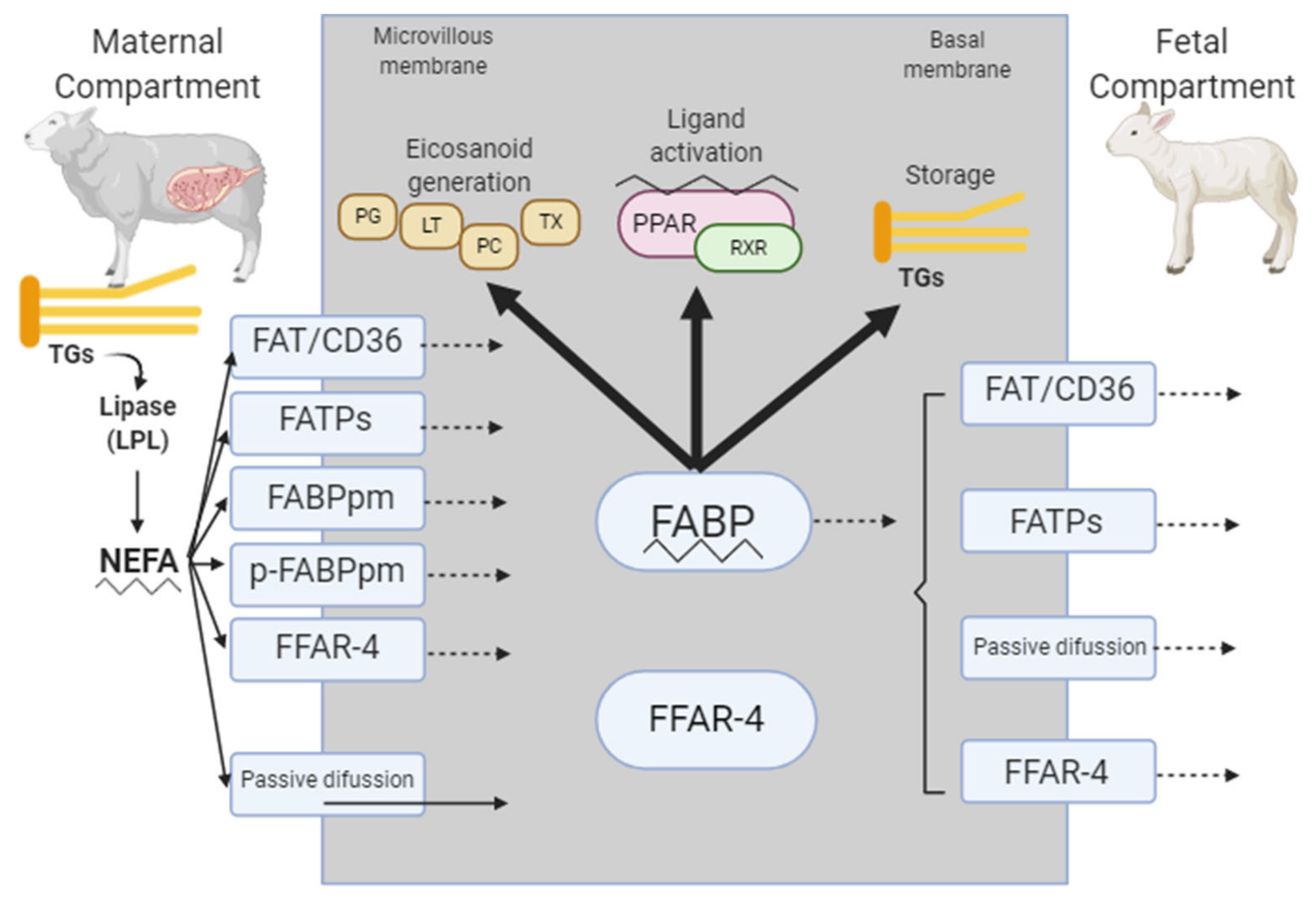 Animals 11 00762 g001 Animals 11 00762 g001