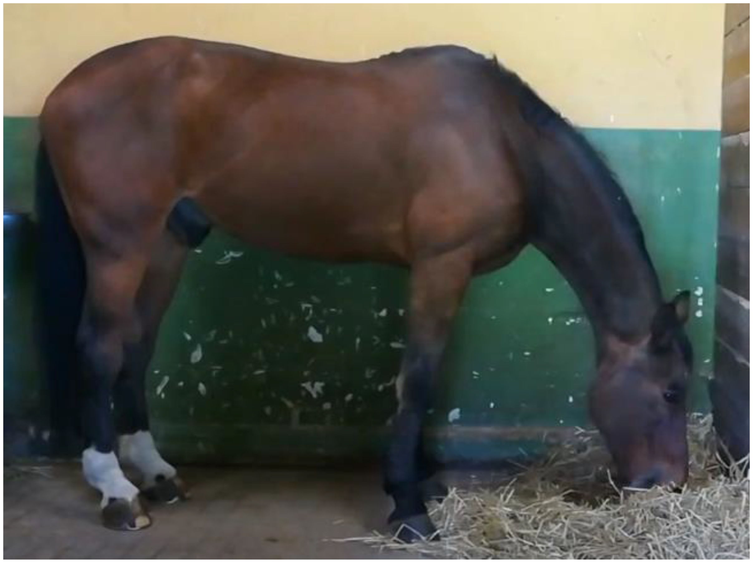 Animals 11 00763 g001 Animals 11 00763 g001