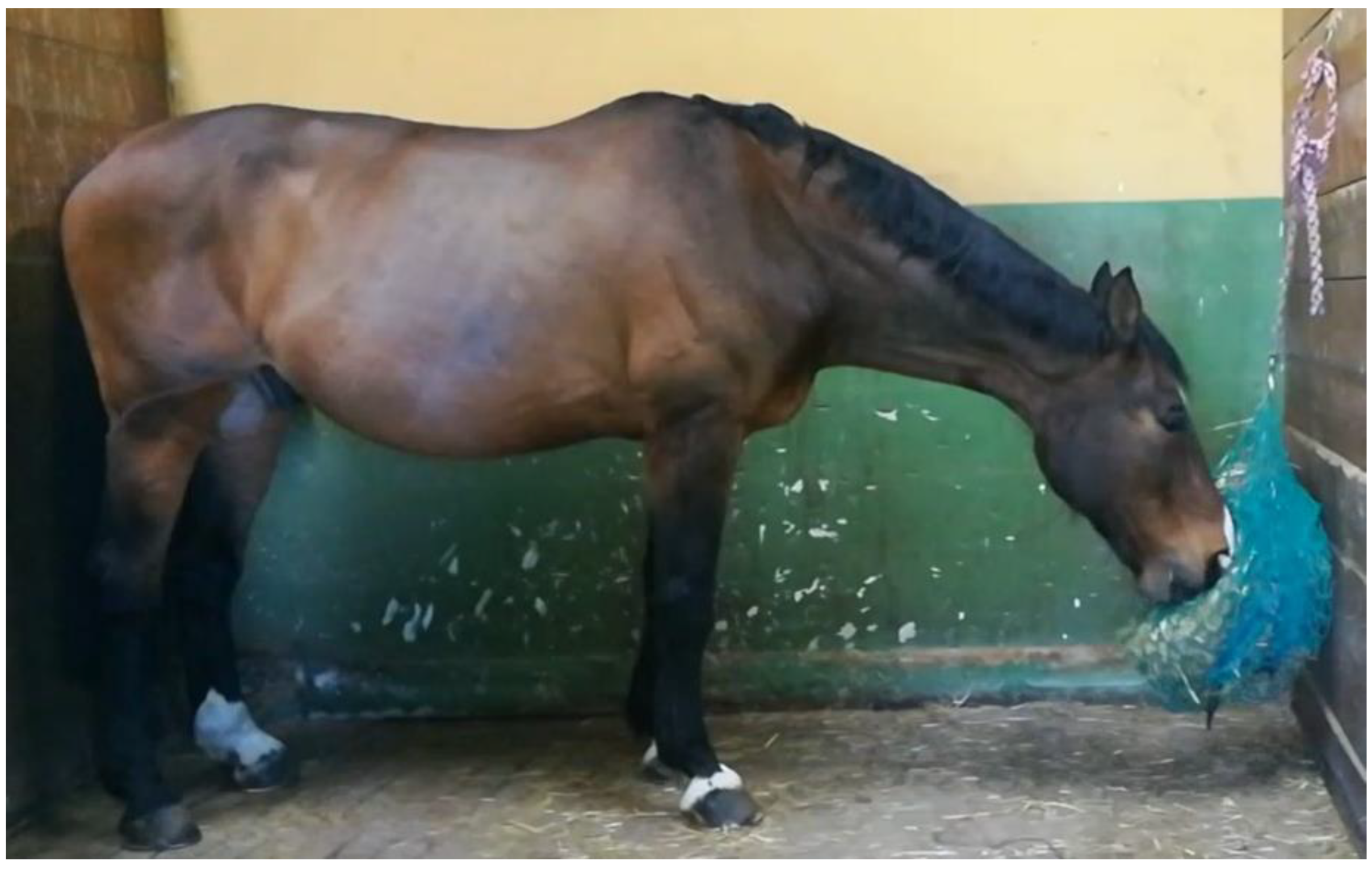 Animals 11 00763 g002 Animals 11 00763 g002