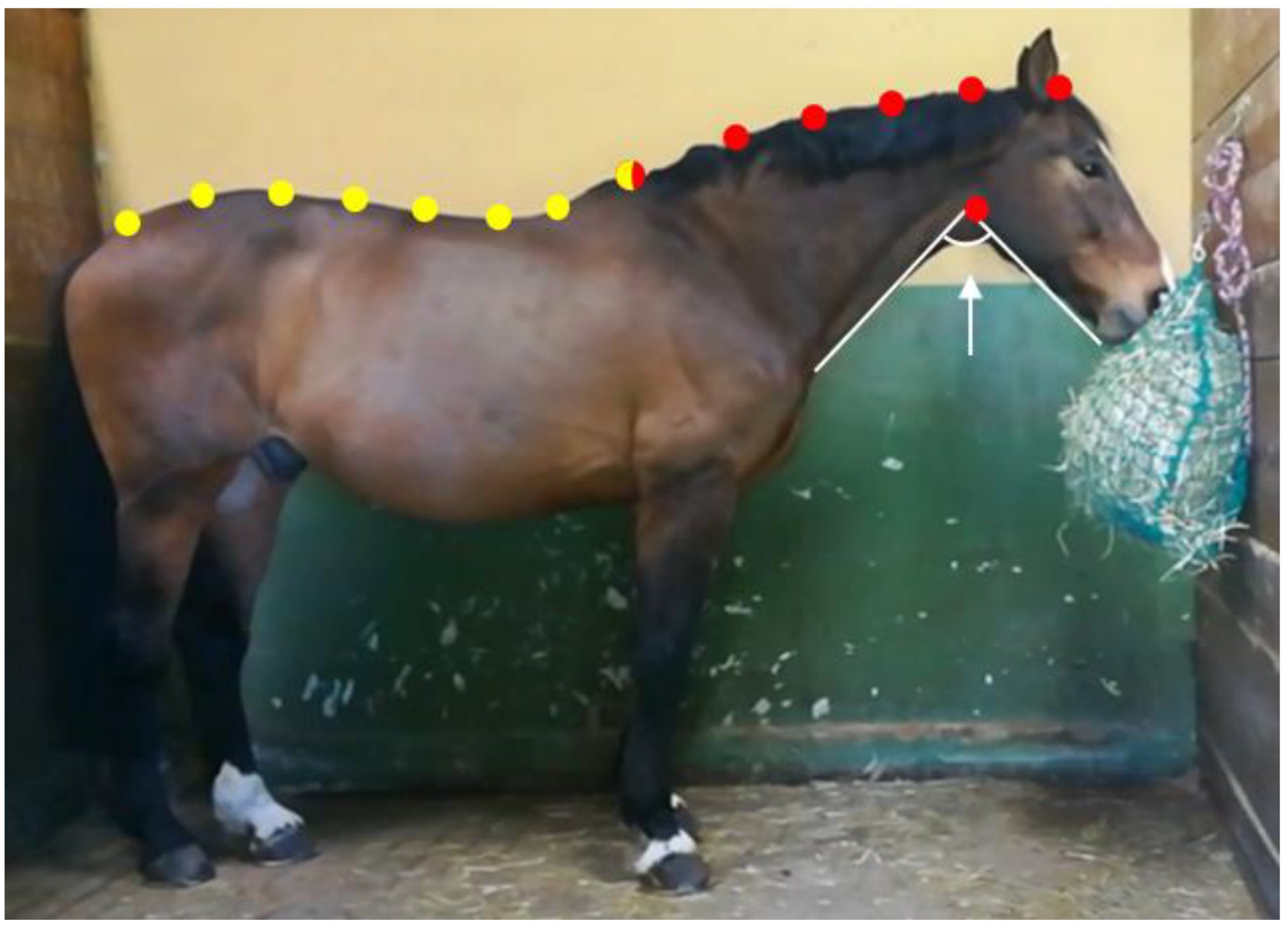 Animals 11 00763 g006 Animals 11 00763 g006