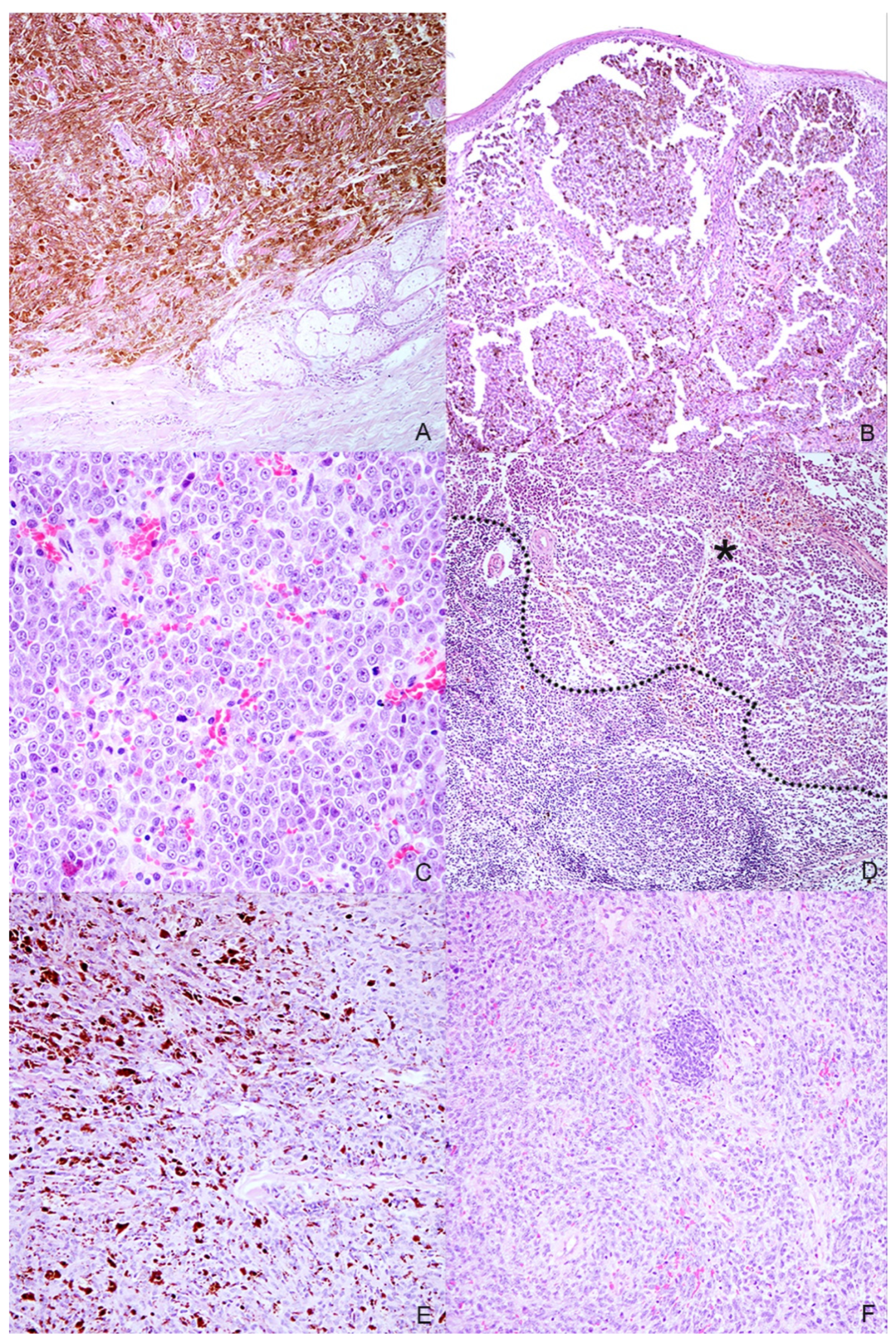 Animals 11 00768 g002