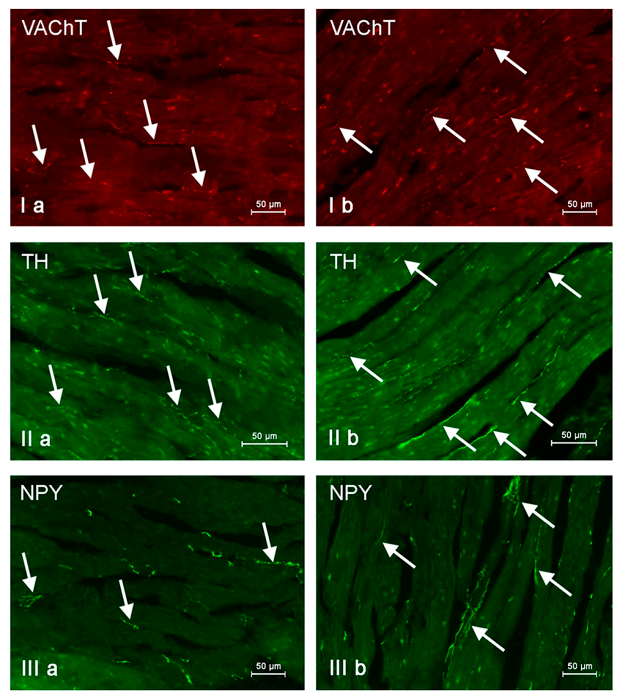 Animals 11 00780 g007